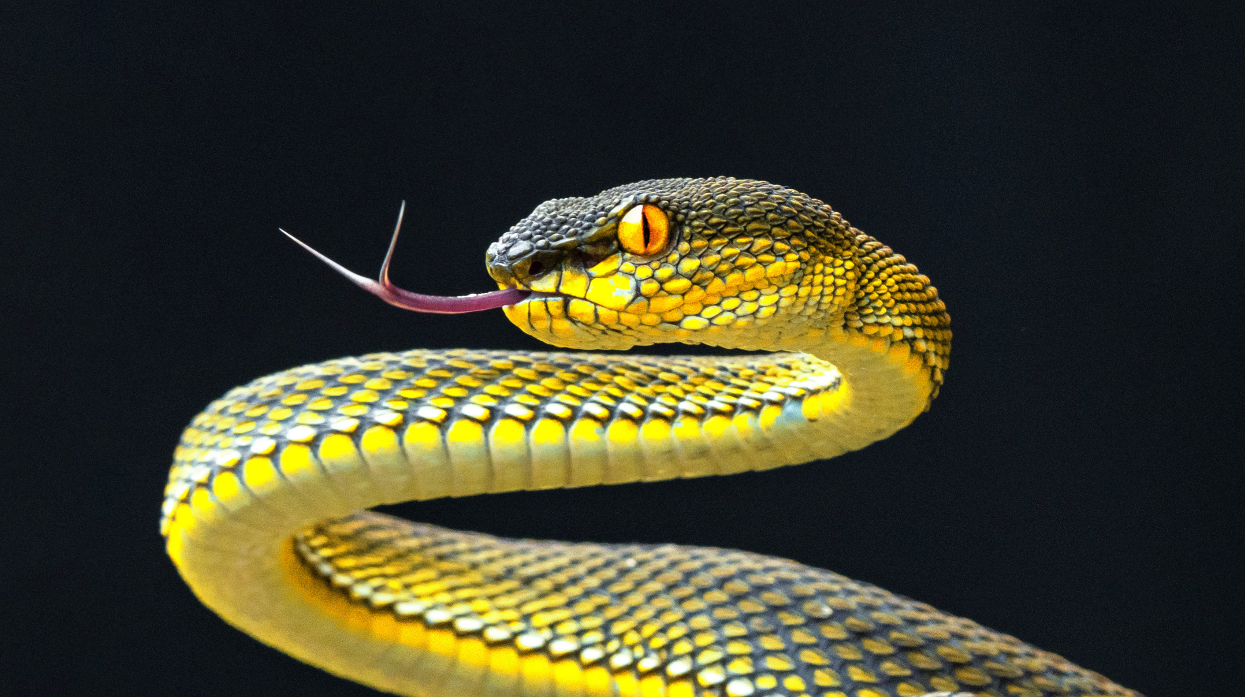 A yellow and black snake with a black background.