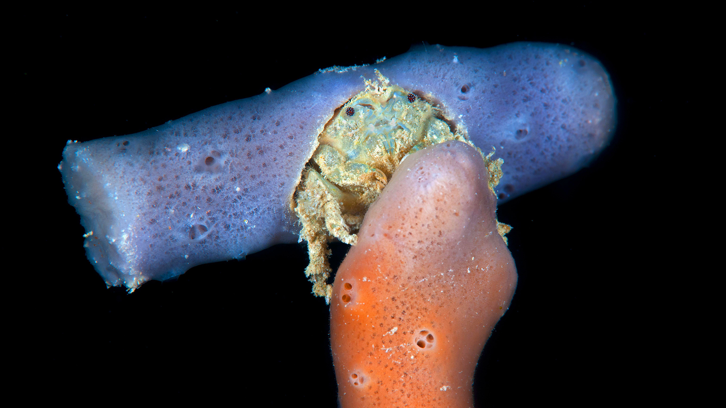 A crab with evolved brain functions.

Note: Keywords "crab" and "brain evolution" were used.
