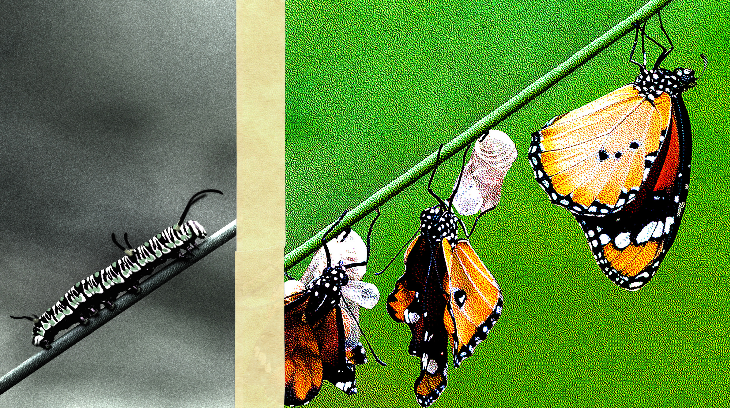 A picture showcasing the transformation from caterpillar to butterfly, potential unlocked.
