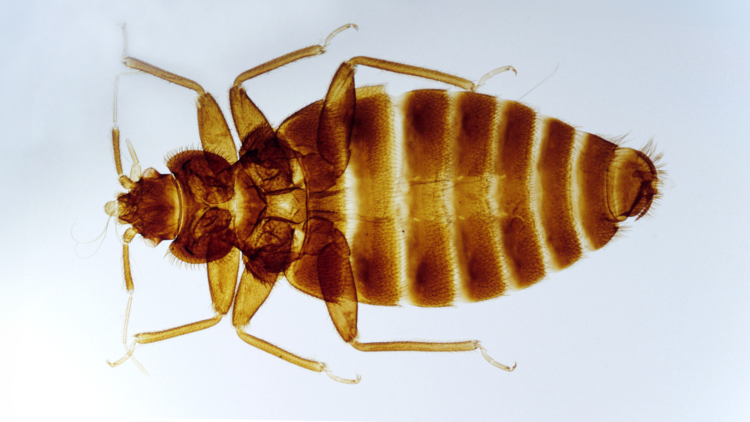 A single bed bug on a white background.
