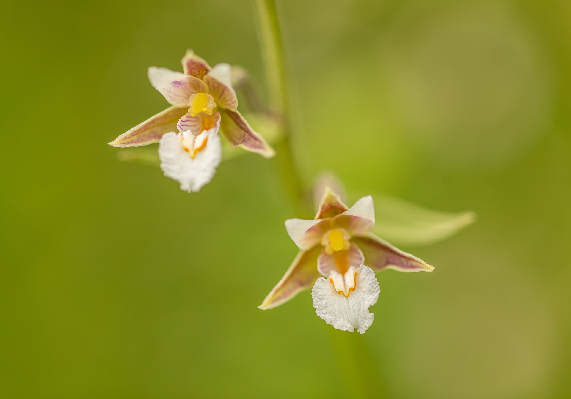 Two small white orchids on a green background.