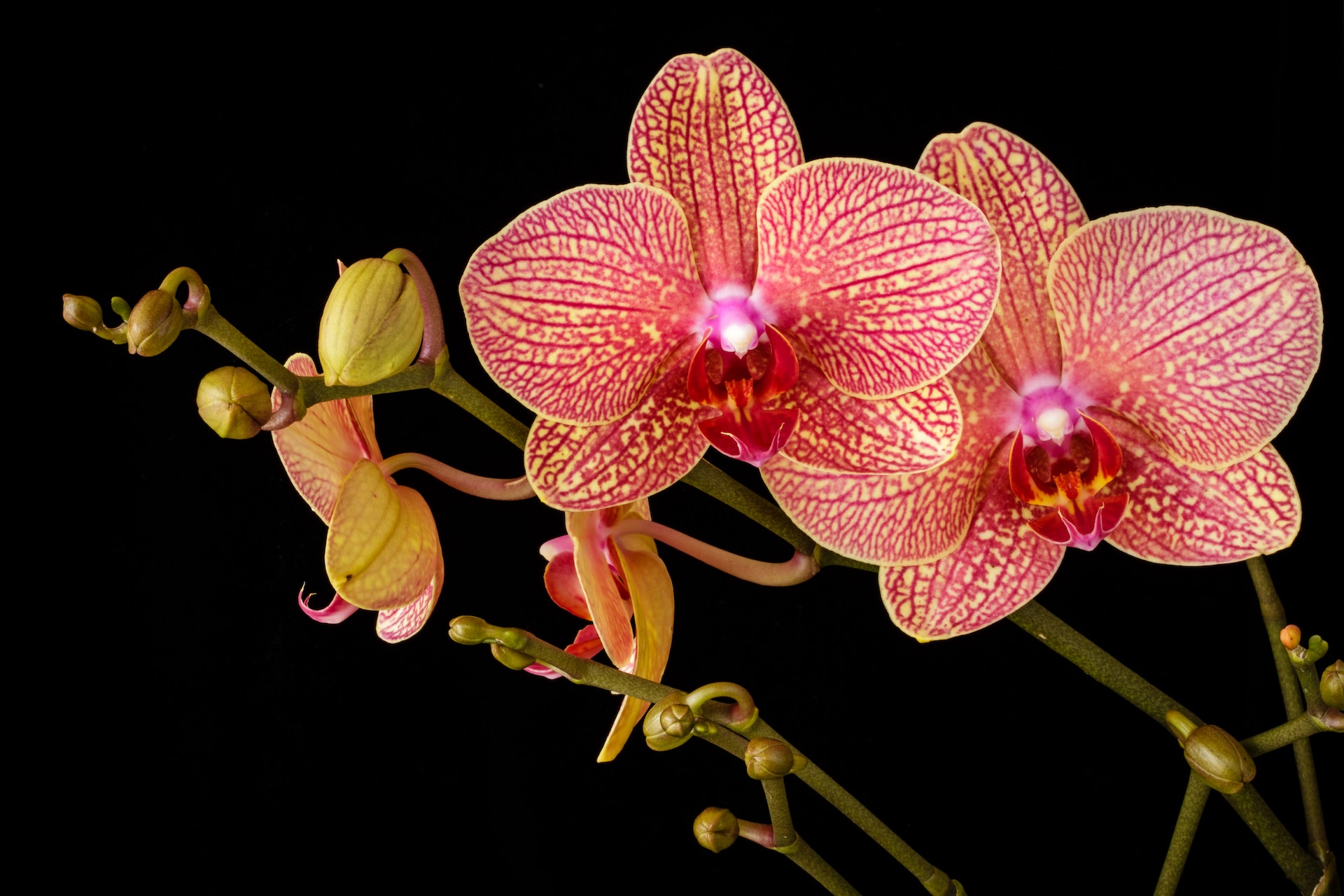 Two pink orchids on a stem against a black background.