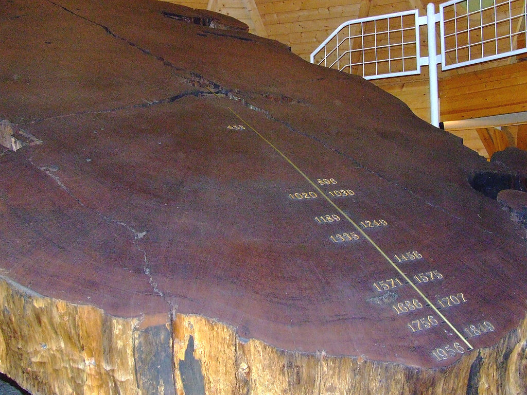 A large tree trunk is on display in a museum.