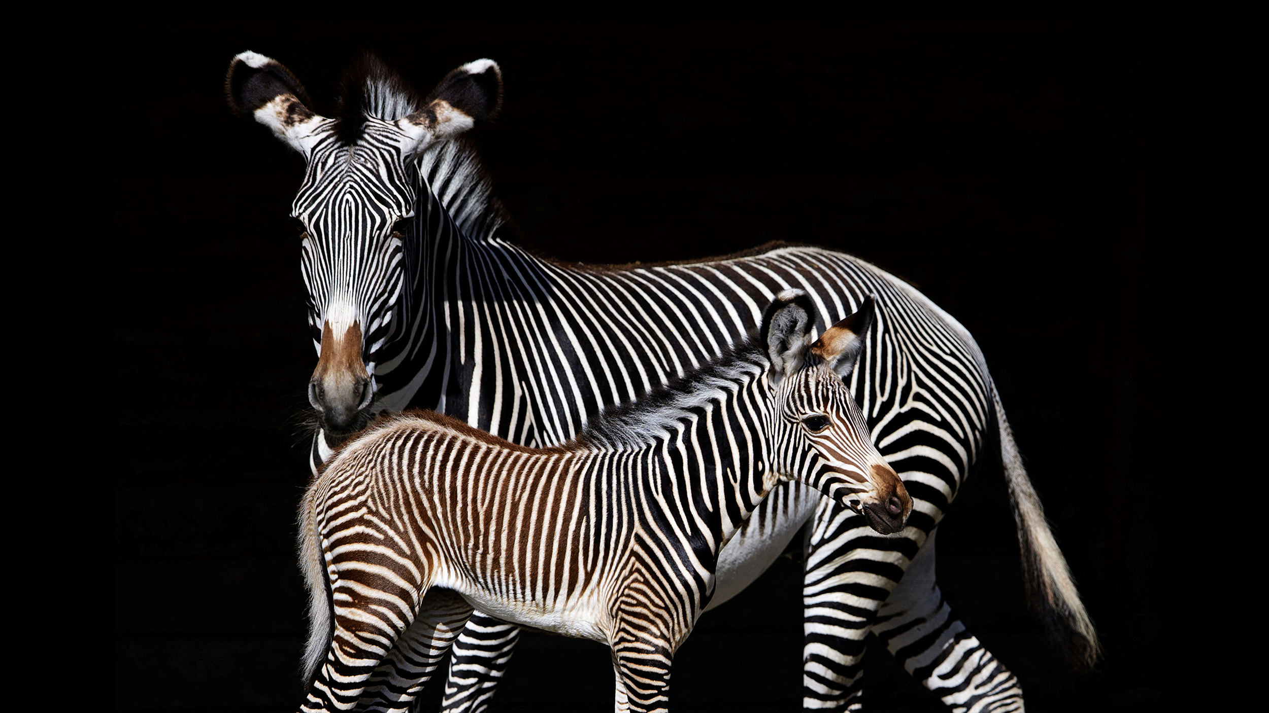 Experiencing the zebra effect, a zebra stands near a baby zebra.