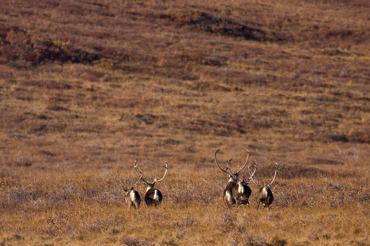 A herd of elk standing in a grassy field.