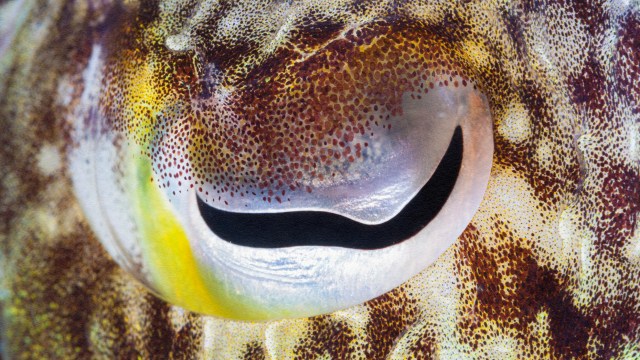 A close up of a fish's eye, revealing its intriguing anatomy.