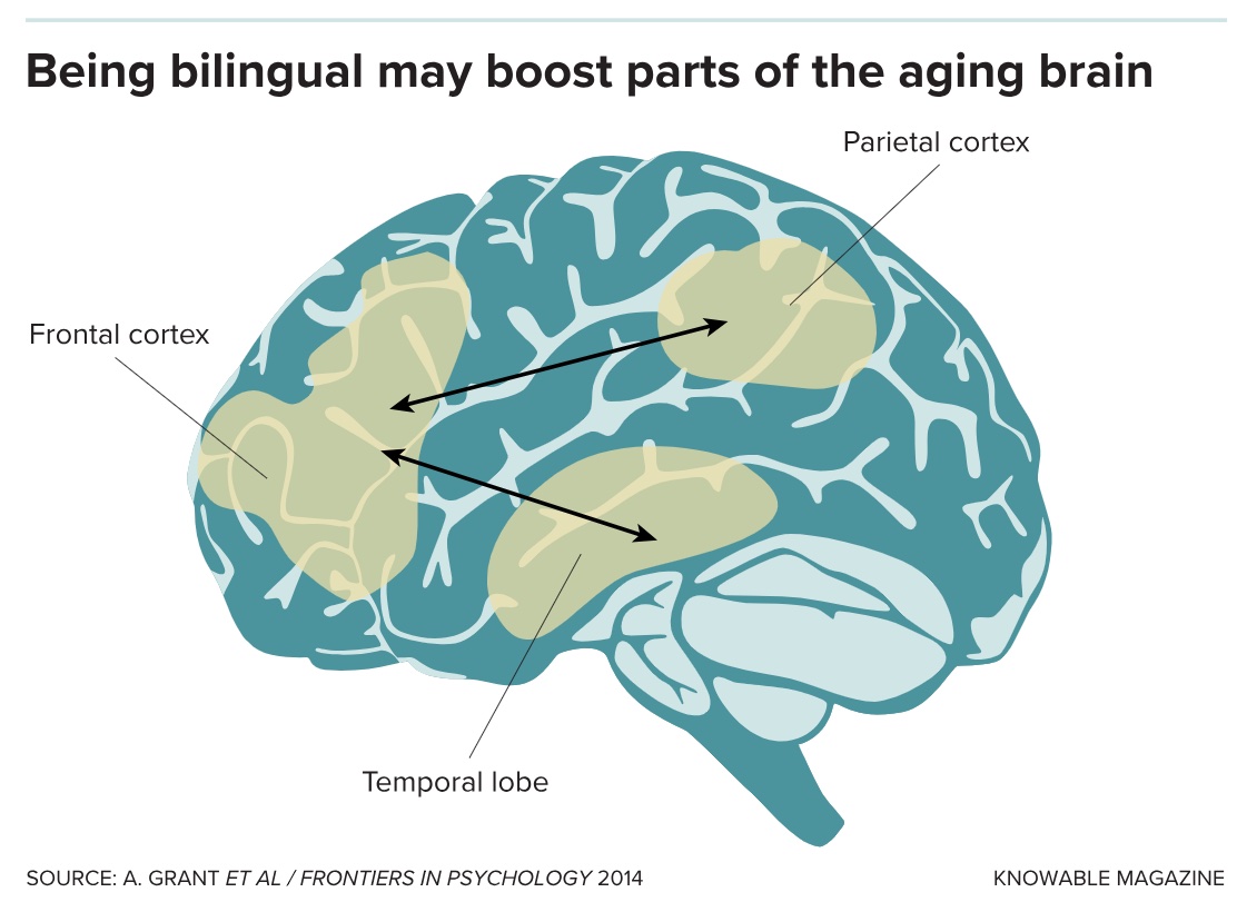 Being bilingual may boost parts of the aging brain.