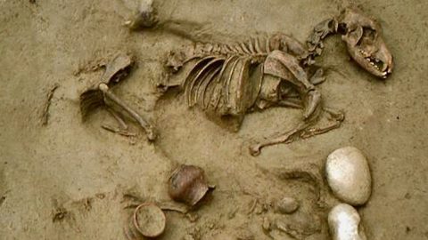 Partial skeleton of a small animal embedded in dirt, with visible spine, ribcage, and skull, accompanied by three stones.