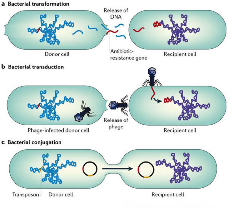 Illustration of three methods of genetic transfer in complex bacterial life: transformation, transduction, and conjugation.