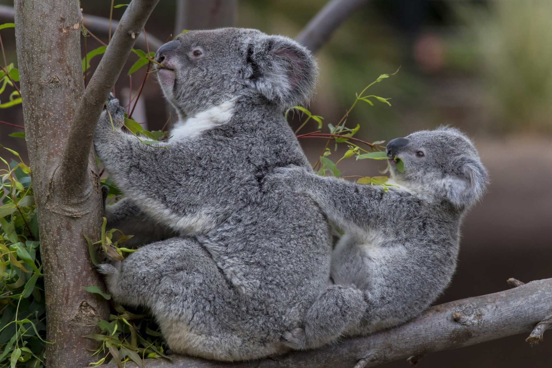 Two mammals perched on a branch, with one appearing to be eating leaves.