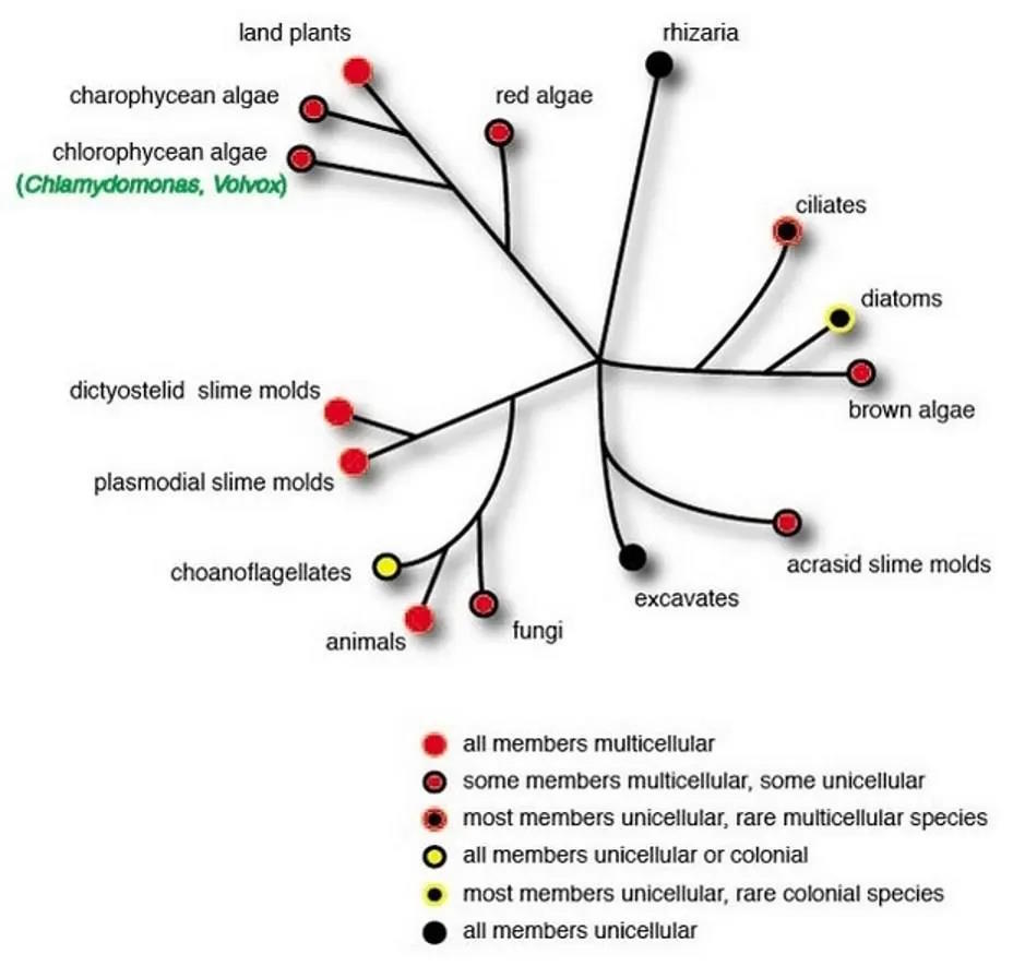 Diagram categorizing various types of life forms on Earth based on cellularity and evolutionary relationships, with a focus on the distinction between multicellular, colonial, and unicellular species.