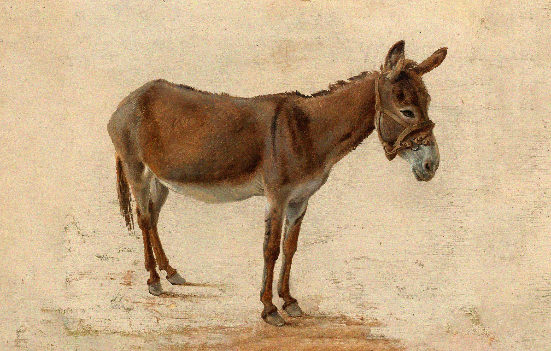 A realistic painting of a brown donkey with a bridle, standing on a light-colored ground, viewed from the side.