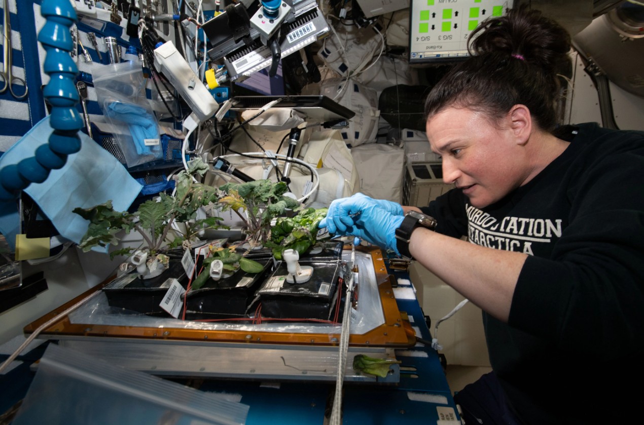 An individual wearing blue gloves works on plant experiments aboard a spacecraft, with various technical equipment visible around them.