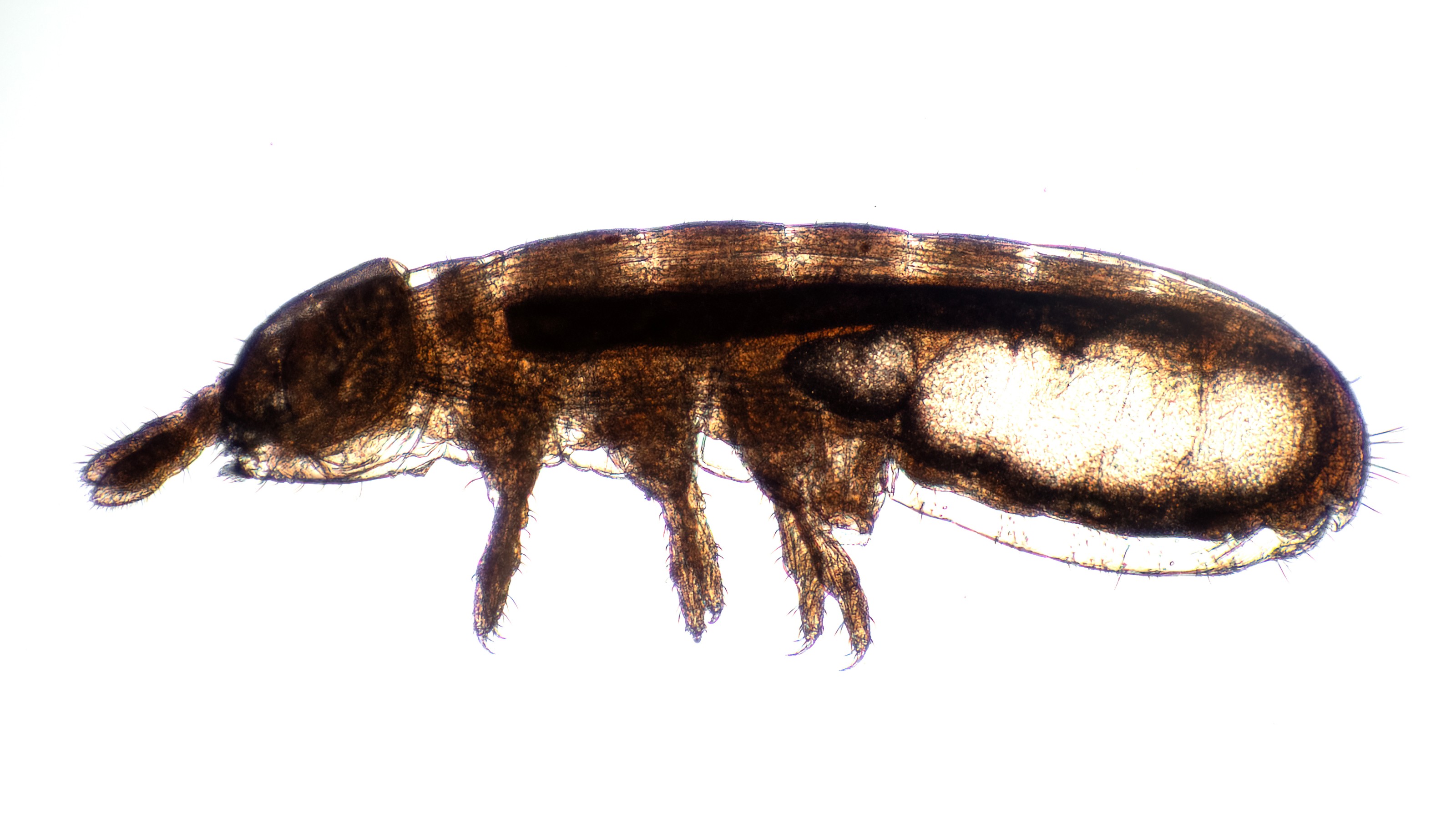 Close-up of a brown beetle viewed from the side under a microscope, showing its detailed body structure against a plain white background.