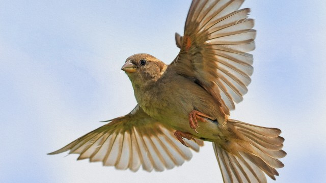 A small, warm-blooded brown bird with outstretched wings captured in mid-flight against a blue sky.