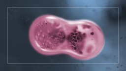 Close-up view of a dividing cell with prominent pink and purple colors, showing a process of mitosis under a microscope.