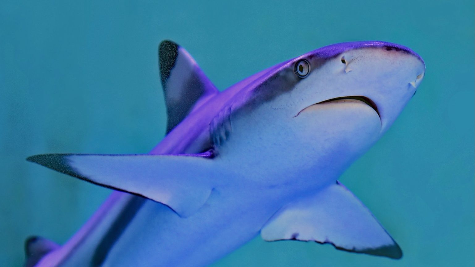 A shark swimming in clear blue water showcases the beauty of marine life. It's crucial to save the sharks to protect this delicate ecosystem.