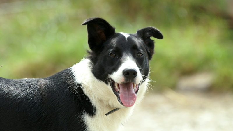 A black and white dog with its mouth open and tongue out stands outdoors, looking at the camera.