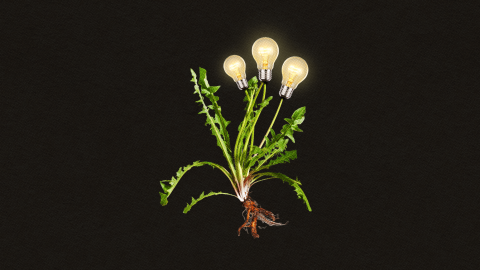 A plant with leaves and roots resembling a dandelion has four glowing light bulbs in place of flowers, creating innovation clusters against a black background.