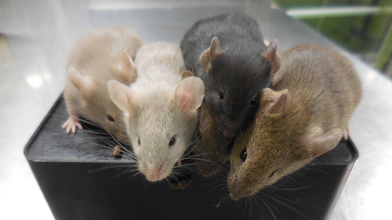 Four mice of different colors (light brown, cream, black, and dark brown) sitting close together on a black surface.