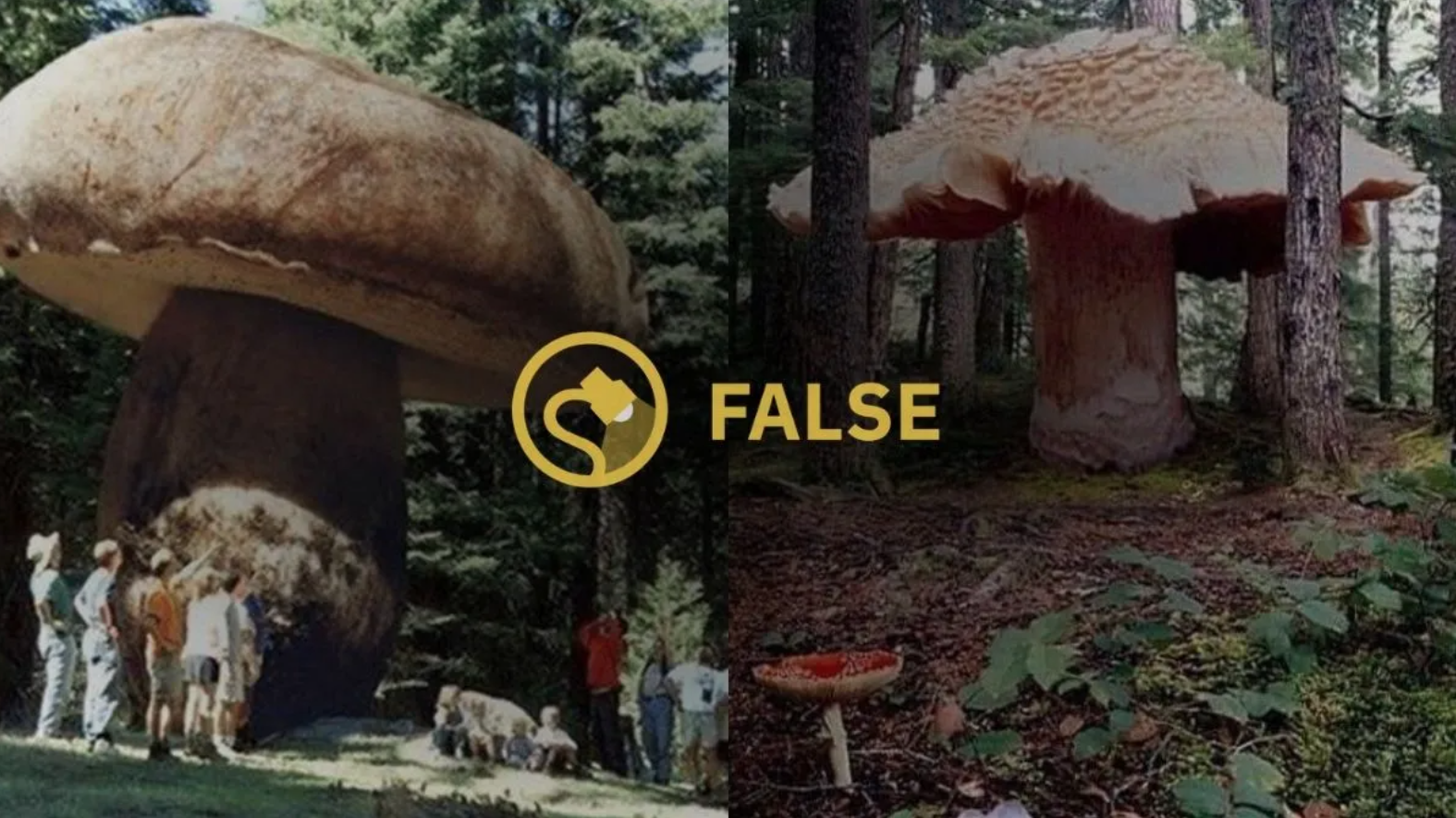 Two large, digitally altered mushrooms in a forest setting are labeled as false.