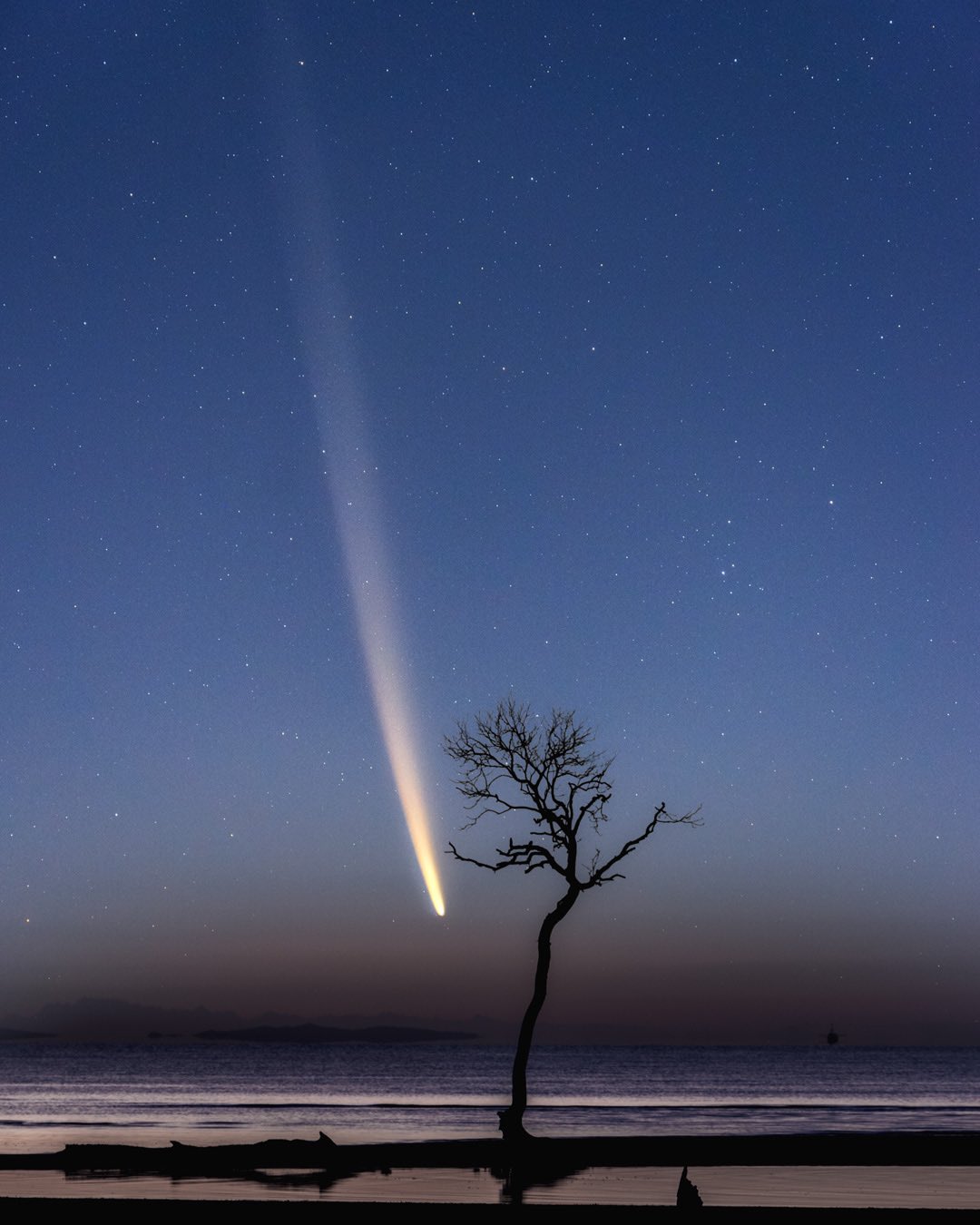 A dark, bare tree stands on the shore under a starry night sky, with a bright comet streaking diagonally across the sky.