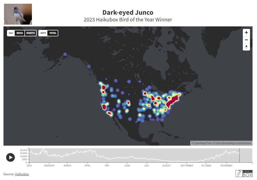 Map showing 2023 sightings of the Dark-eyed Junco in North America with color-coded frequency dots. A graph below depicts monthly activity.