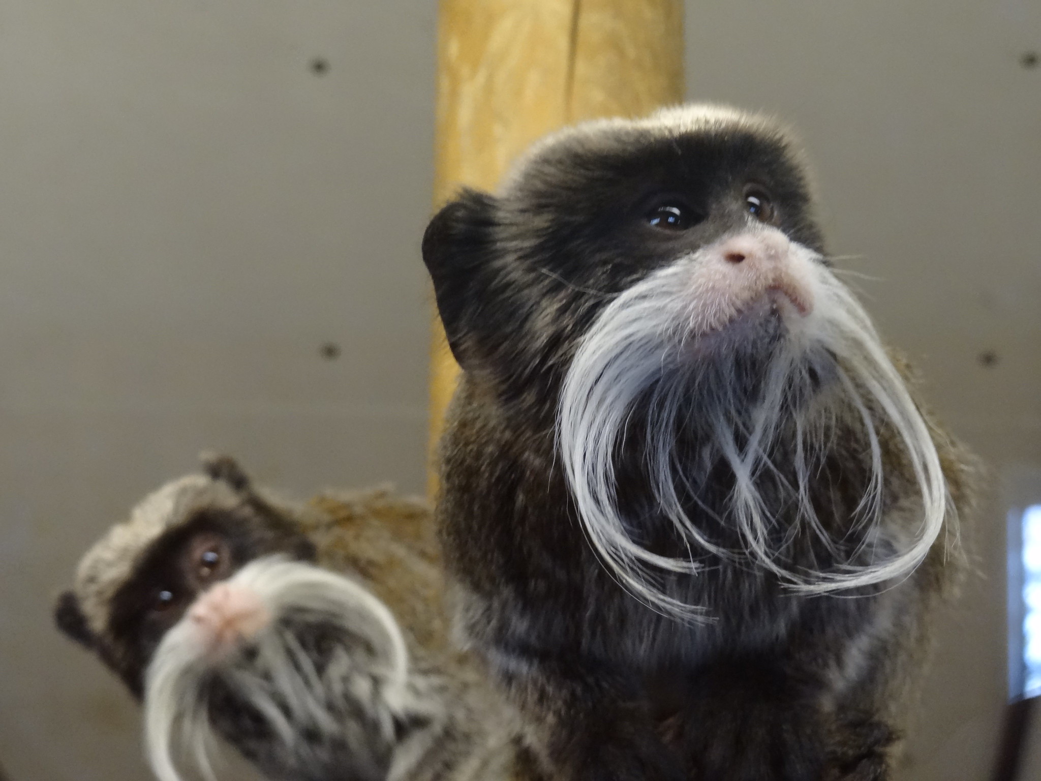 Two Emperor tamarins with distinctive long white mustaches perch closely, one in the foreground and the other slightly blurred in the background.