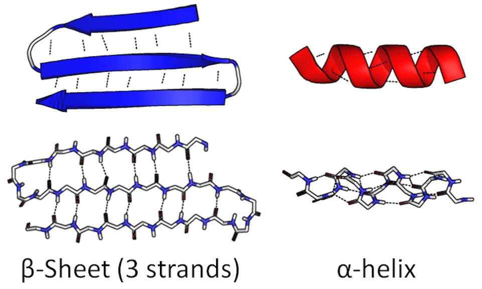 Illustration of protein structures: a blue beta-sheet with three strands, and a red alpha-helix, each shown with their molecular diagrams.