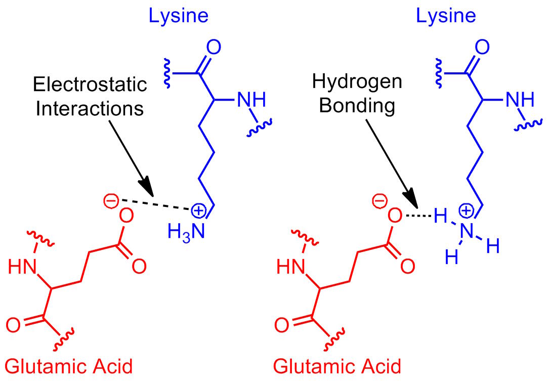 Diagram showing interactions between lysine and glutamic acid. Electrostatic interactions and hydrogen bonding are indicated with arrows and labeled.