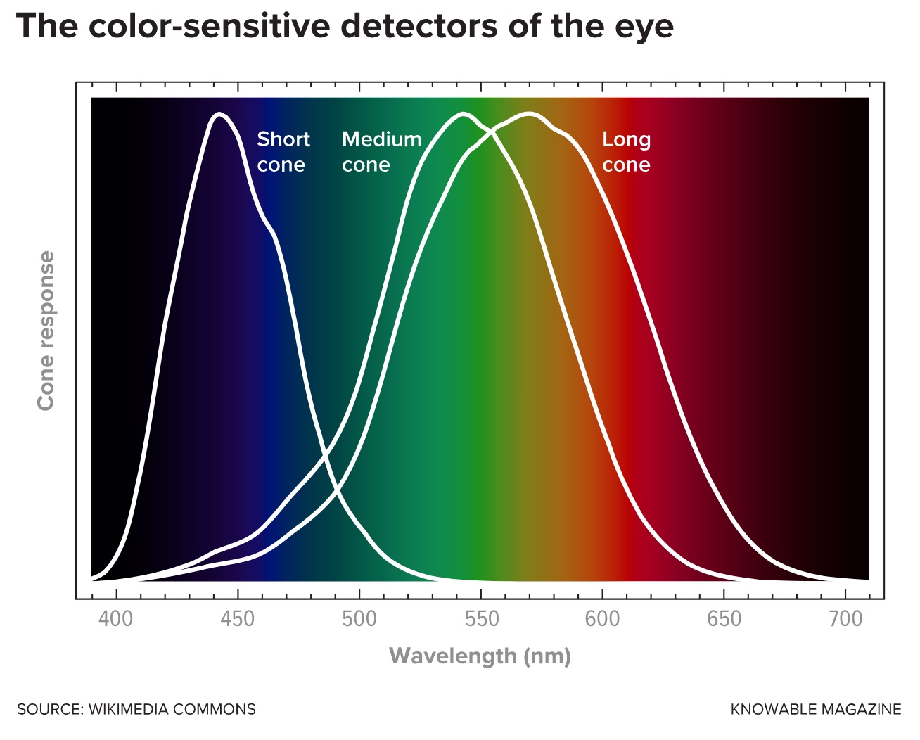 Graph showing cone response curves for short (blue), medium (green), and long (red) wavelength detectors in the human eye across wavelengths 400-700 nm.