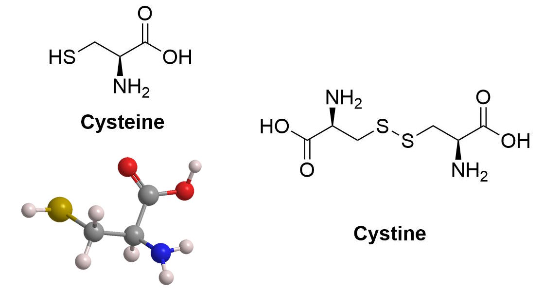 Chemical structures of cysteine and cystine are shown, with a 3D model of cysteine on the left.