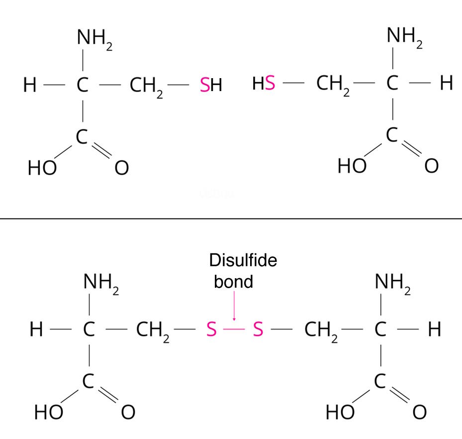 Structural diagrams showing the formation of a disulfide bond between two cysteine molecules. The bond links sulfur atoms, replacing two hydrogen atoms.