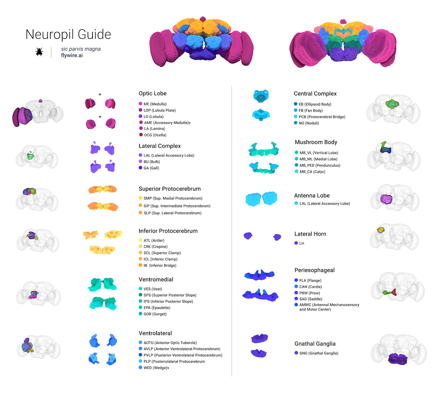 Diagram of a fly brain with color-coded regions and labels, including optic lobe, central complex, mushroom body, and more, detailing various neural structures and their components.