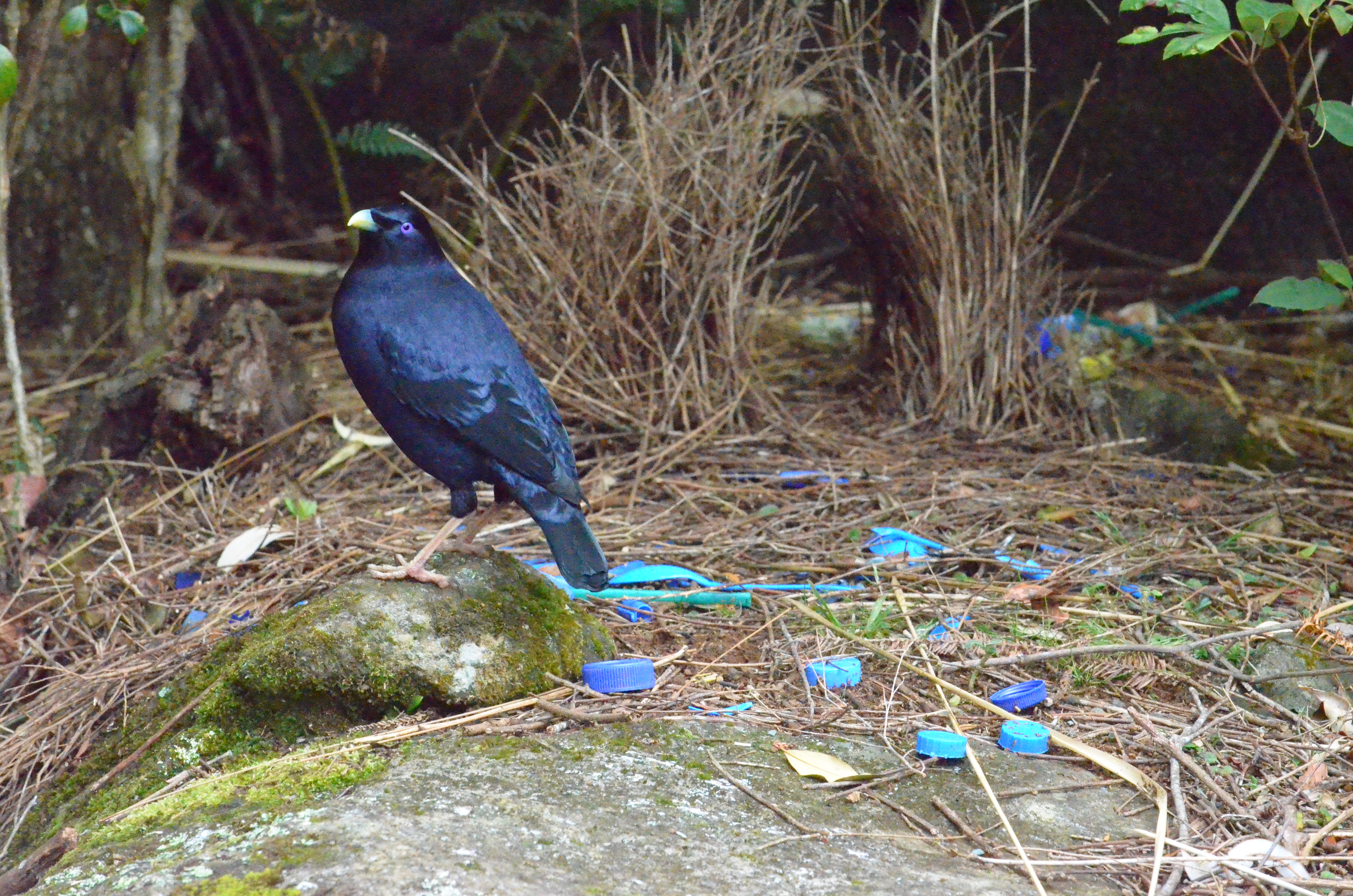 A satin bowerbird stands on a rock in a forest, surrounded by blue plastic items and natural debris.